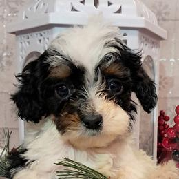 Dolly - Tri-color female Cavapoo puppy in Cocolalla, Idaho from Kelley's Goldens Poodles and Doodles