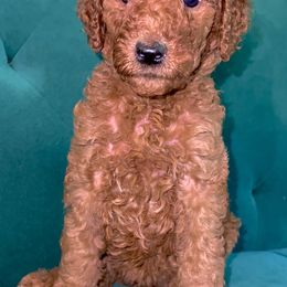 "Sansa - Red Female - May 2022 Game of Thrones Litter" Poodle Puppies from Almighty Poodles