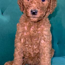 "Sansa - Red Female - May 2022 Game of Thrones Litter" Poodle Puppies from Almighty Poodles