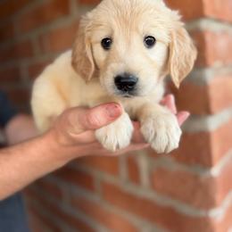 Charlie - Golden male Golden Retriever puppy in Mc Neal, Arizona from K&N Golden Retriever Companion