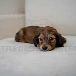 Valentino - Cream male Dachshund puppy in Temecula, California from Naomi Magee's Dachshund Kennel