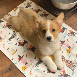 Pembroke Welsh Corgi Puppies from North Star Pembroke Welsh Corgi's
