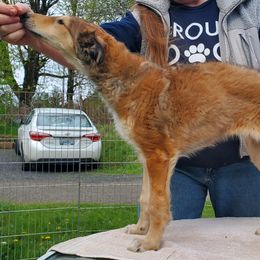 Ninita - Sabled red female Borzoi puppy in Washougal, Washington from Agust Borzoi