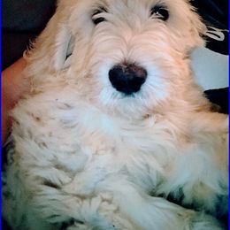 Goldendoodle Puppies from SUPERDog Doodles