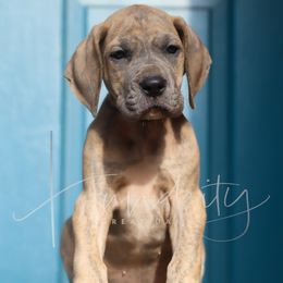 Amethyst - Blue brindle female Great Dane puppy in Denison, Texas from Hundeity Great Danes