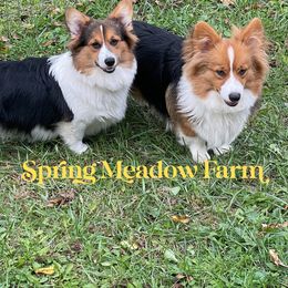 Pembroke Welsh Corgi All Grown Up from Tina Bible's Pembroke Welsh Corgis