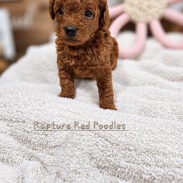 Amber - Red  female Poodle puppy in Midway City, California from Rapture Red Poodles