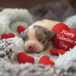 Rocky - Blue merle male Chihuahua puppy in Seneca, Missouri from Stephanie’s Puppy Colony