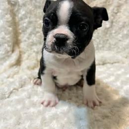 Axel - Black and white male Boston Terrier puppy in Fillmore, Illinois from Wind Hill Puppies