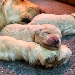 Goldendoodle Puppies from Heartshine Doodles