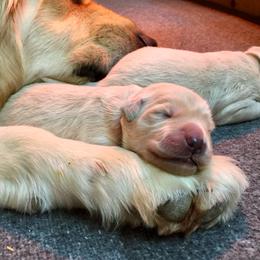 Goldendoodle Puppies from Heartshine Doodles