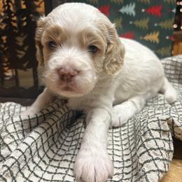 Frankie - Cream male Cockapoo puppy in Carlotta, California from Lost Coast Bernese Mountain Dogs