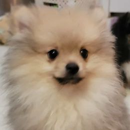 Pomeranian puppies from Smallstar Puppys