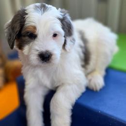 Toffee - Blue merle male Bernedoodle puppy in Mc Gaheysville, Virginia from Doting Doodles