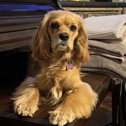 Winnie - Cocker Spaniel
