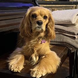 Winnie - Cocker Spaniel