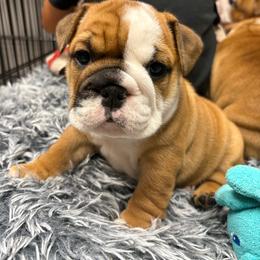 Wendy - Red female Bulldog puppy in Struble, Iowa from Tiny Tanks Kennel