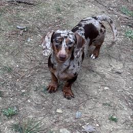 Socks - Dachshund