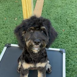 Jazz - Tri-color female Bernedoodle puppy in Rose Hill, North Carolina from Red Door Canines