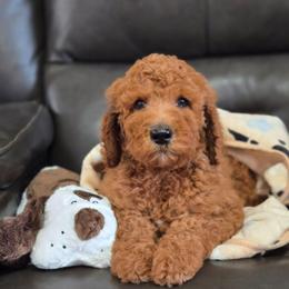 Loki - Red Collar - Red  male Goldendoodle puppy in Auburn, Kansas from Puppy Paradise:  English Mastiff Puppies & Standard Goldendoodle Puppies