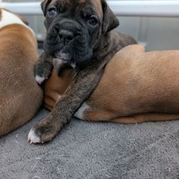 Kane - Boxer puppy from Brinkhaven Boxers