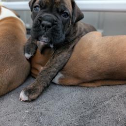Kane - Boxer puppy from Brinkhaven Boxers