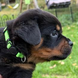 Boy 5 - Black and mahogany male Rottweiler puppy in Newfoundland, Pennsylvania from Poconopaws