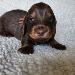 Hatch (orange collar) - Chocolate and tan male Dachshund puppy in Anaconda, Montana from Williams Family Dachshunds