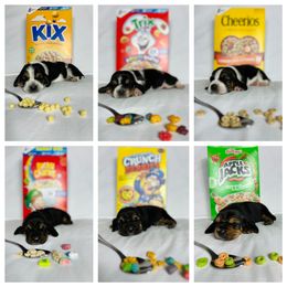 Basset Hound Puppies from Blessed Bassets