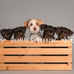 Miniature Schnauzer Puppies from Quality Schnauzer