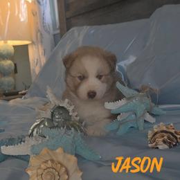 Jason - Red and white male Siberian Husky puppy in Spring Hill, Florida from Whitmore Wolfpack LLC