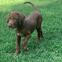 Girl 1 - Chocolate female Catahoula Leopard Dog puppy in Gadsden, Alabama from Rich Cat’s