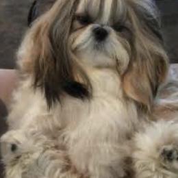 Cherry - Shih Tzu
