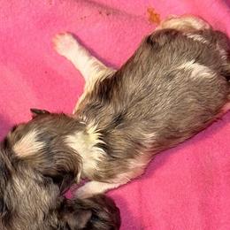 Holly - Blue merle female Pomeranian puppy in Zavalla, Texas from Precious Puff Poms