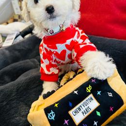 CUPID - White male Maltipoo puppy in Sugar Land, Texas from Celebrity Maltipoos