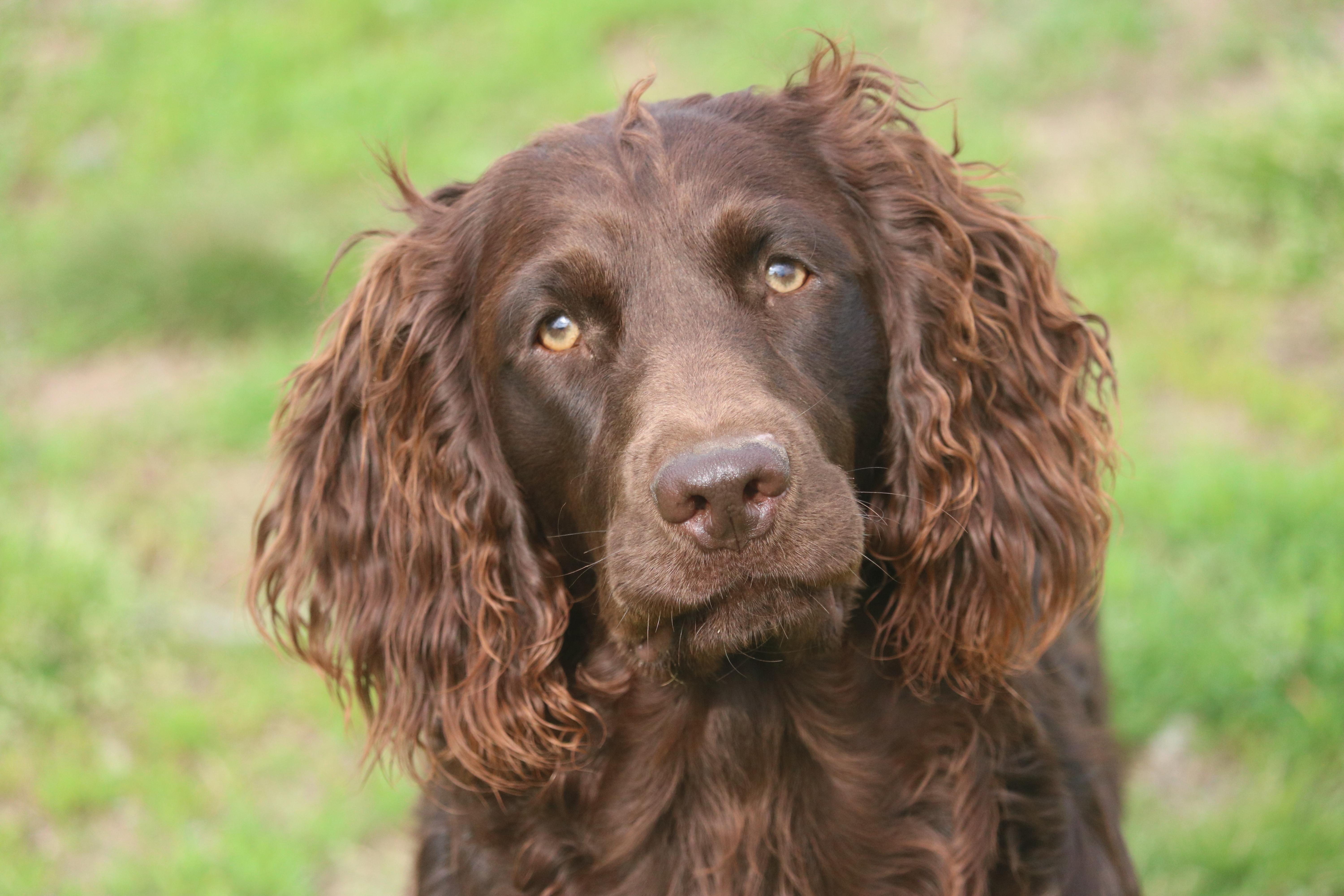 Triple Creek Kennel in Virginia Boykin Spaniel and Labrador Retriever