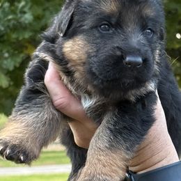 Female - Black and red female German Shepherd puppy in Winchester, Kentucky from Drache Feld