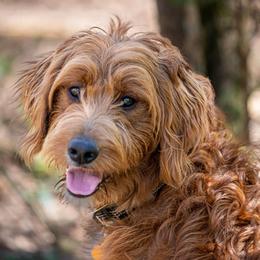 Indi - Goldendoodle