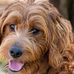 Indi - Goldendoodle