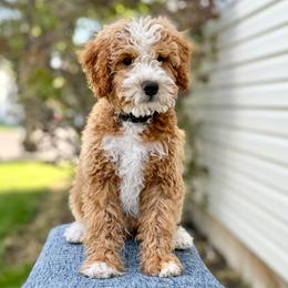Dopey - Red male Bernedoodle puppy in Highland, Utah from Angel Pups Deluxe