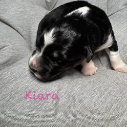 Kiara - Black tri-color female Australian Shepherd puppy in Blythewood, South Carolina from One Tribe Aussies