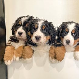 Bernedoodles and Bernese Mountain Dogs from Central Wisconsin Bernedoodles