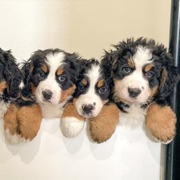 Bernedoodles and Bernese Mountain Dogs from Central Wisconsin Bernedoodles