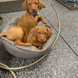 Vizsla Puppies from Nicole Lanie's Viszla