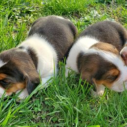 Beagles from Fox Creek Beagles