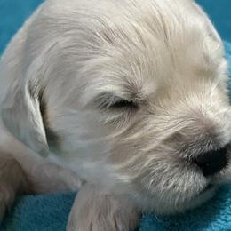 Peyton - Light golden male Golden Retriever puppy in Ennis, Texas from Amberidge Golden Retrievers