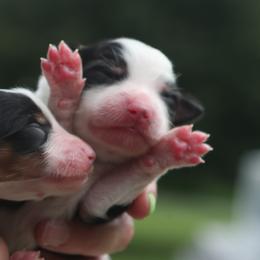 Darla - Black tri female Miniature American Shepherd puppy in Valparaiso, Indiana from Wigglebutt