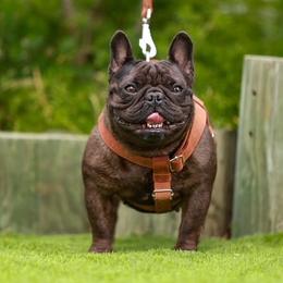 “Roxy” - French Bulldog
