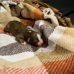 Chief - Red tri male Miniature Australian Shepherd puppy in Enoch, Utah from Twisted H Aussies
