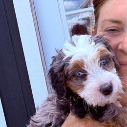 Allis - Blue merle female Bernedoodle puppy in Saint Francis, Kansas from Land of Oz Doodles